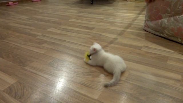 Британская кошечка смотреть онлайн