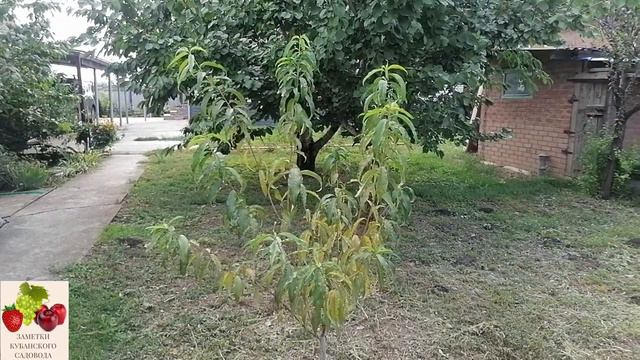 САД и ВИНОГРАДНИК. О деревьях и не только. Что удалил из сада, а что оставил. Совет начинающим. смотреть онлайн