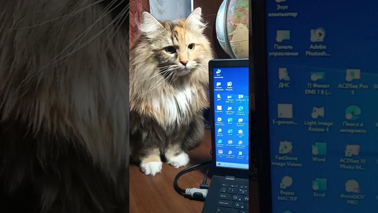 Кошечка Марыся. Взгляд совсем не детский …Угадаете, какой она породы?