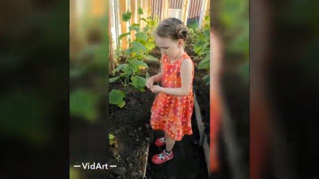 Дождались огурцов!!! смотреть онлайн