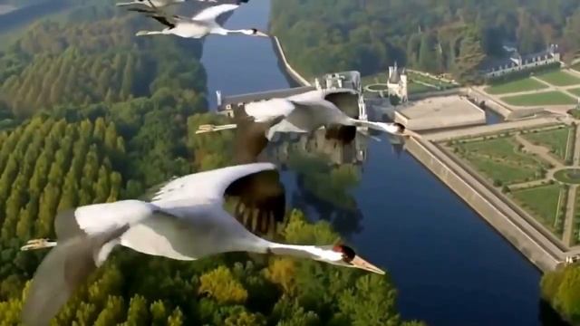 Моя жизнь как полёт журавлей! смотреть онлайн