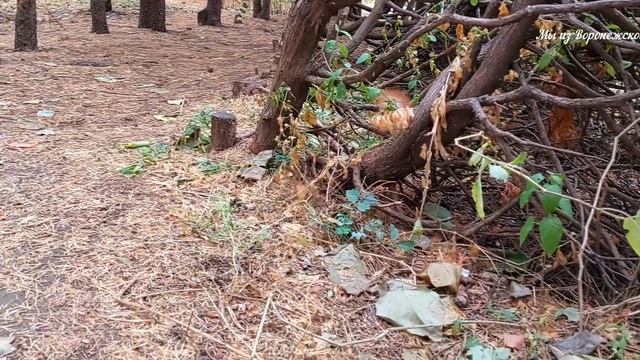 Дендропарк Лесотехнического Университета/Воронеж/19 октября 2023г смотреть онлайн