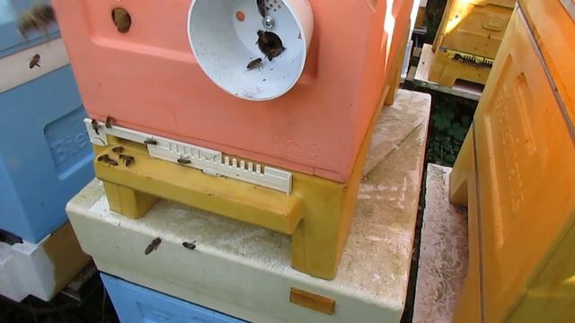 октябрь на пасеке - прошло 45 дней после отсадки матки из семьи пчел, в семье пчел расплода нет смотреть онлайн