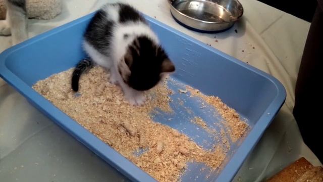 4-week old VOKRA Foster kitten learning to use the litterbox смотреть онлайн