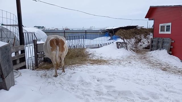 Коррида Милы с котом 😱 Кетоз здравствуй! Не доить коров после отёла...ужас! смотреть онлайн