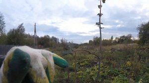 Посадка медоносов возле пасеки/Beekeeping for beginners
