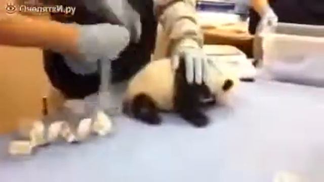 Мелкий панда не доволен, он грозен и опасен смотреть онлайн