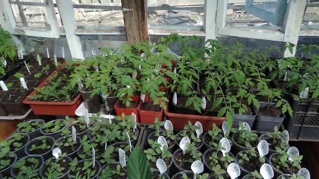 Обзор теплицы на 22 апреля. смотреть онлайн