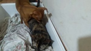 Amazing DOG And CAT Mating