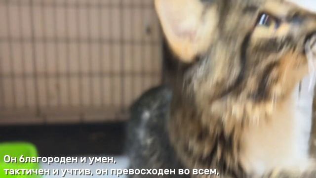 ДеМОНСОРО смотреть онлайн