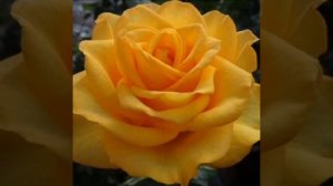 С наступающим 8 марта.💞🌷🌷🌷 Розы. Музыкальная открытка!