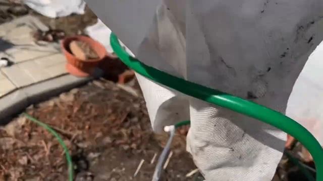 Раскрываю Персики и Абрикосы после зимы в Ленинградской области смотреть онлайн