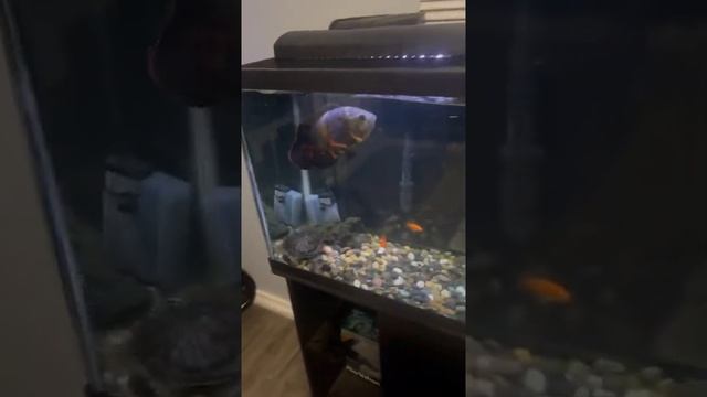 2022 red eared slider ,Oscar fish and blood parrot set up смотреть онлайн