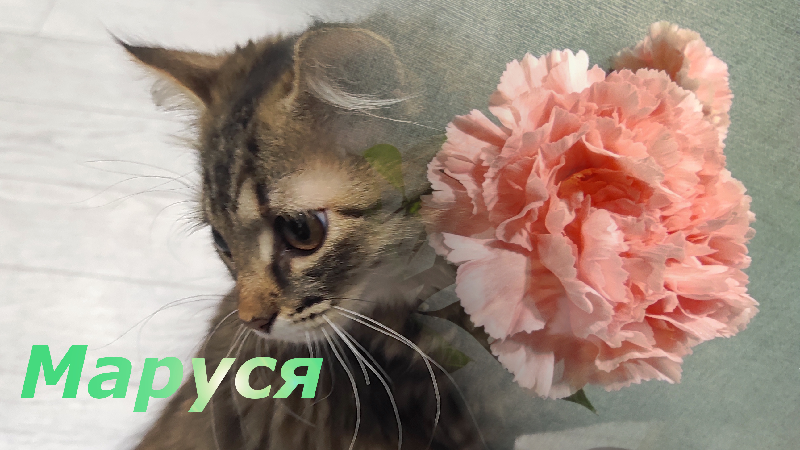 Кошачьи единоборства!!