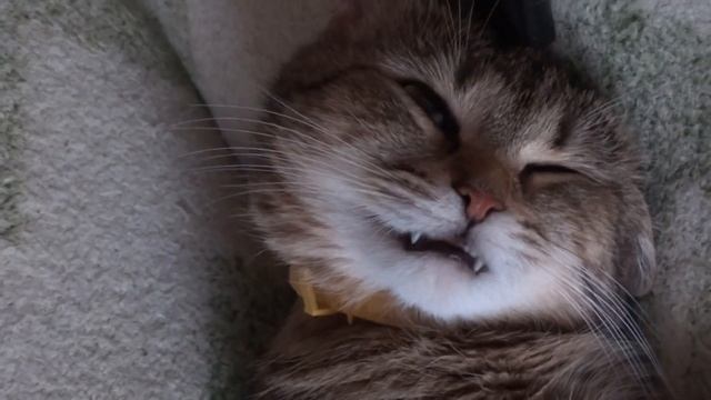 прикол 2016 года . Вампир. Кошка оборотень смотреть онлайн