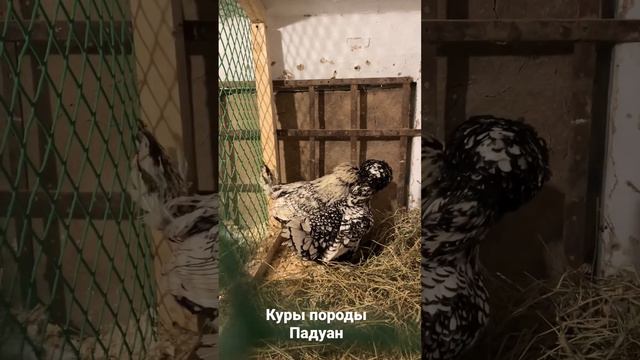 Падуаны, испанская порода кур. #куры #декоративныекуры #рекомендации #птицы #падуаны #падуансеребро смотреть онлайн