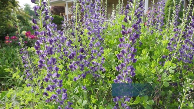 NC Native Plant Pick: Baptisia смотреть онлайн