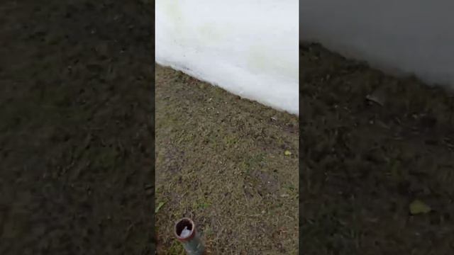 КУРИЦА ЗБЕЖАЛА смотреть онлайн