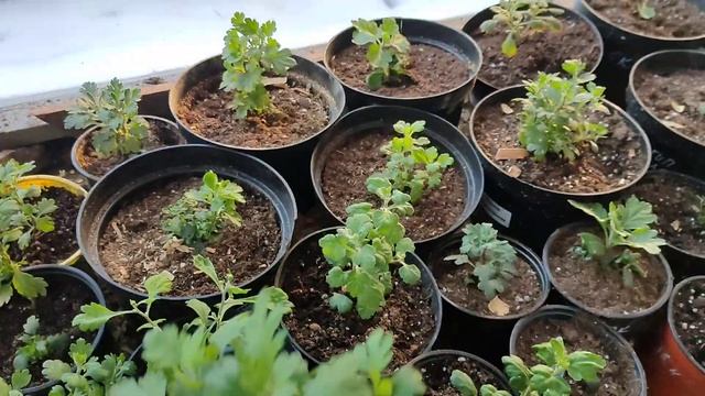 Обзор рассада петуний, калибрахоа. Томилино март 2022 смотреть онлайн