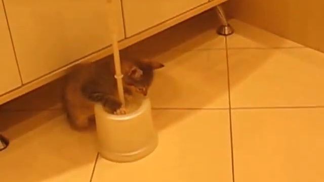 Котенок и ёршик смотреть онлайн