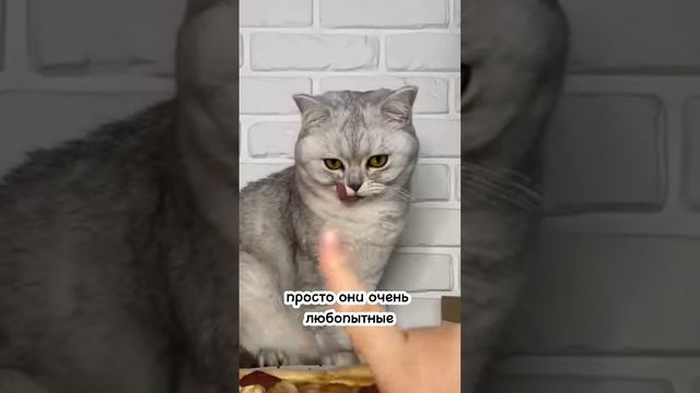 ПОЧЕМУ КОШКА ВЫПРАШИВАЕТ ЕДУ, А ПОТОМ ЕЁ НЕ ЕСТ? #кошка #cats смотреть онлайн