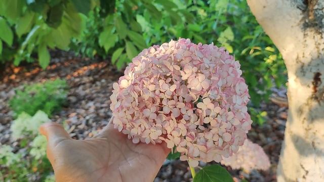 Древовидные гортензии: Strong Annabelle, Magical Pinkerbell, Ruby Annabelle. Цветение 2022. смотреть онлайн