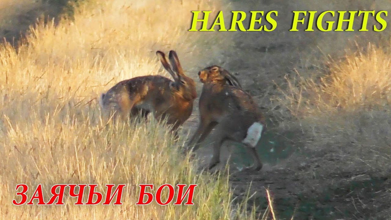 Заячьи Бои. Лучшие Моменты / Hares Fights смотреть онлайн