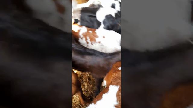 телочки айрширки и бычки холмогорки смотреть онлайн