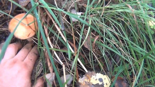 Похід по гриби. Маслюки, лисички, підберезники. смотреть онлайн