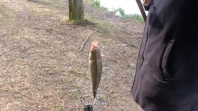 19.04.2015 06:40-10:00 парк Курасовщина, рыбалка, вдхр. Лошица, Минск, Беларусь, HD смотреть онлайн