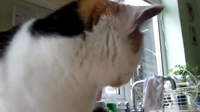 Samsung WB100 Video Test {1080p} смотреть онлайн