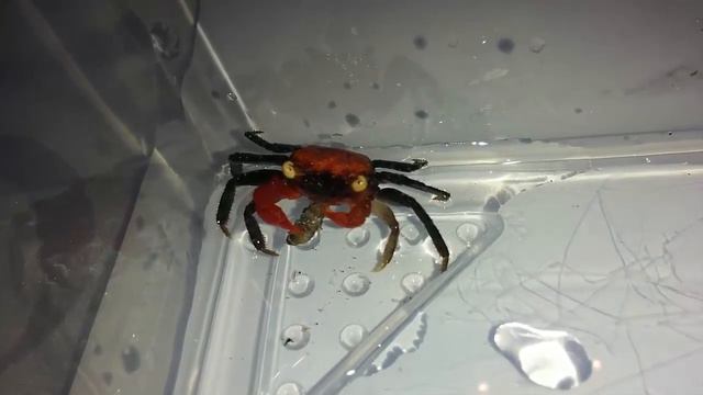 Krab Red Devil (Geosesarma Sp. Red Devil) - Karmienie