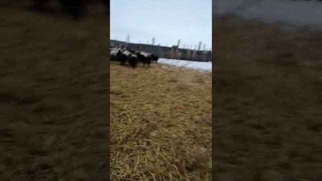 Подстилка для мясного скота смотреть онлайн