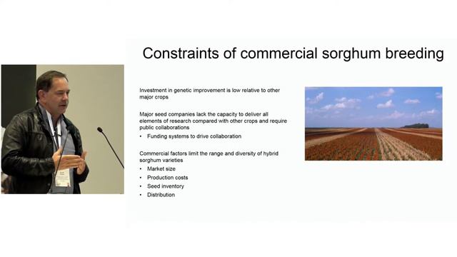 Breeding grain sorghum hybrids successes, opportunities and challenges. (русский) смотреть онлайн