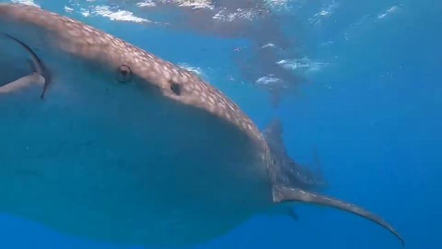 Maldives 🇲🇻 Rasdhoo смотреть онлайн