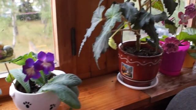 Мой балкон в августе/My balcony, August смотреть онлайн