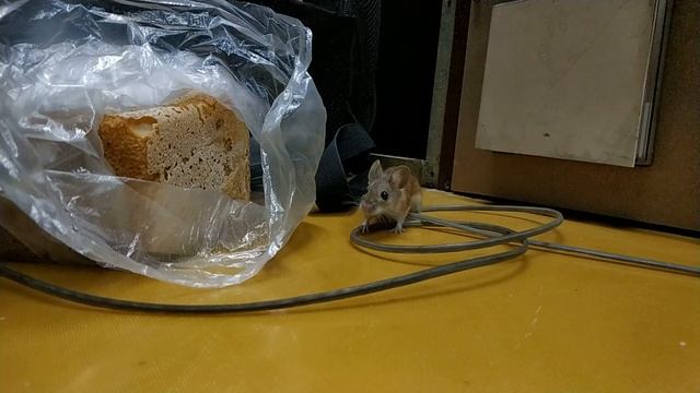 Мышь - домашнее животное ? смотреть онлайн