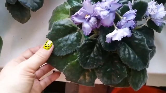 ЦВЕТУЩИЕ ФИАЛКИ НА МОЕМ ПОДОКОННИКЕ. ОБЗОР. Новые сорта фиалок в моей коллекции комнатных цветов. смотреть онлайн