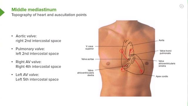 Mediastinal Areas – Anatomy | Lecturio смотреть онлайн