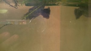 Нерест гурами.