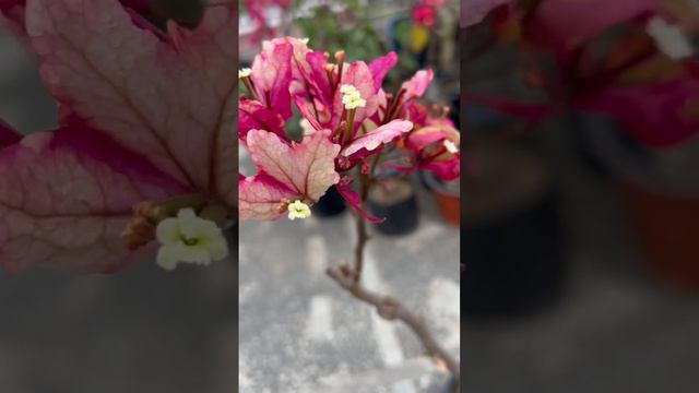 Chitra смотреть онлайн