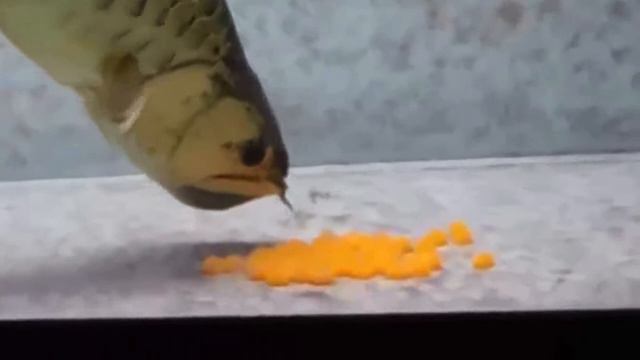 Арована   Речной Охотник