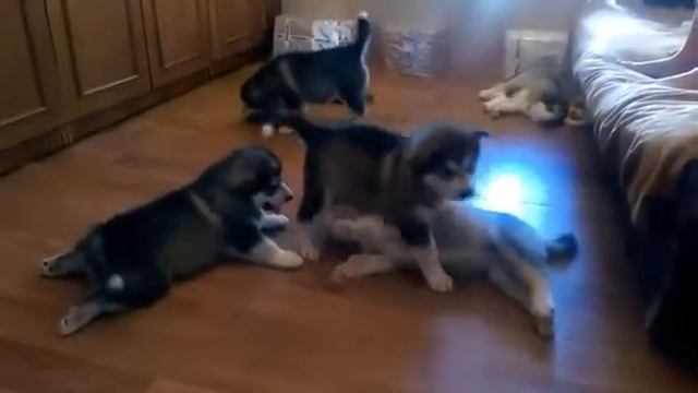 Puppys from Our Lorus With Brave Heart смотреть онлайн