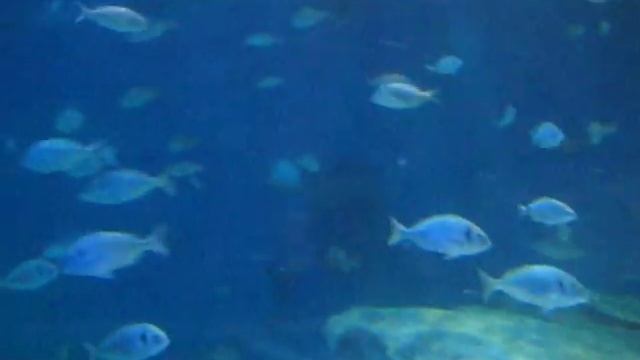 turkuazoo2 смотреть онлайн