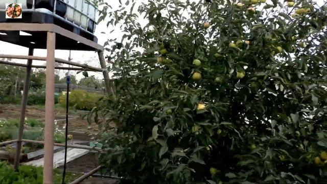 Обзор яблони Свердловчанин. смотреть онлайн