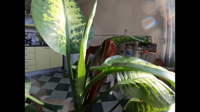 My One And Only Dieffenbachia Tropic Snow Plant In Kuwait || Monitoring Each Growing Leaves