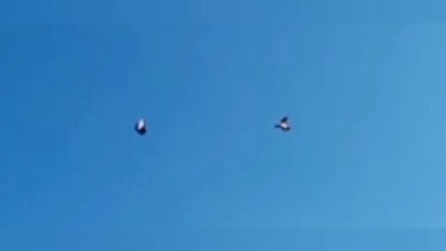 Голубь Vs ястреб; Pigeon Vs Goshawk.