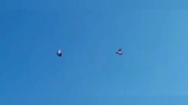 Голубь vs ястреб; pigeon vs goshawk.