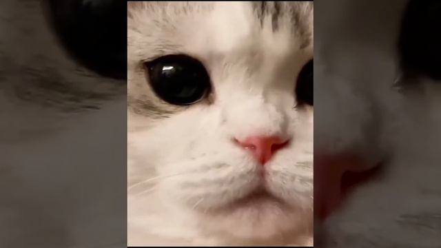 Милые животные