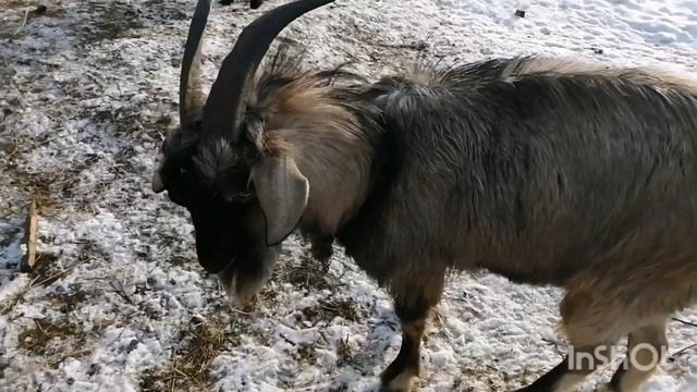 ВАРЮ СУП ГРИБНОЙ?ПОТРОХА КУРИНЫЕ /КОЗЛЯТ ЗАБИРАЮТ?? смотреть онлайн